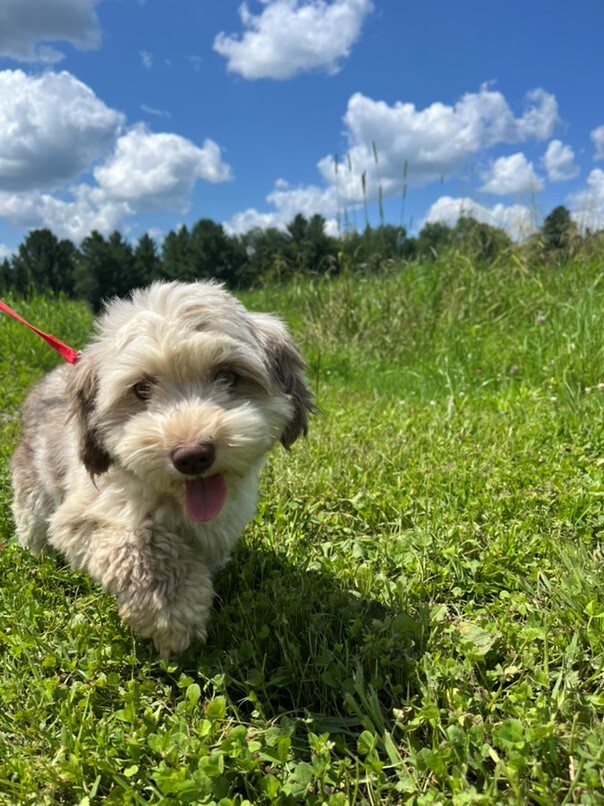 Bichon Havanais merle dans l'herbe