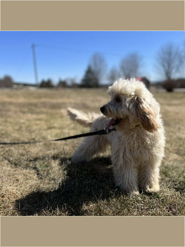 Cockapoo blond dans l'herbe