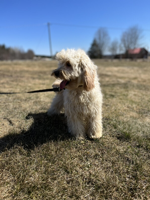 Cockapoo blond dans l'herbe
