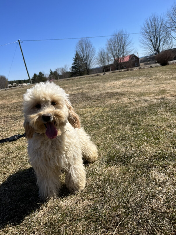 Cockapoo blond dans l'herbe