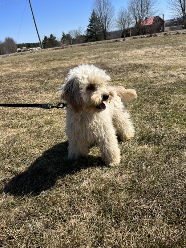 Cockapoo blond dans l'herbe