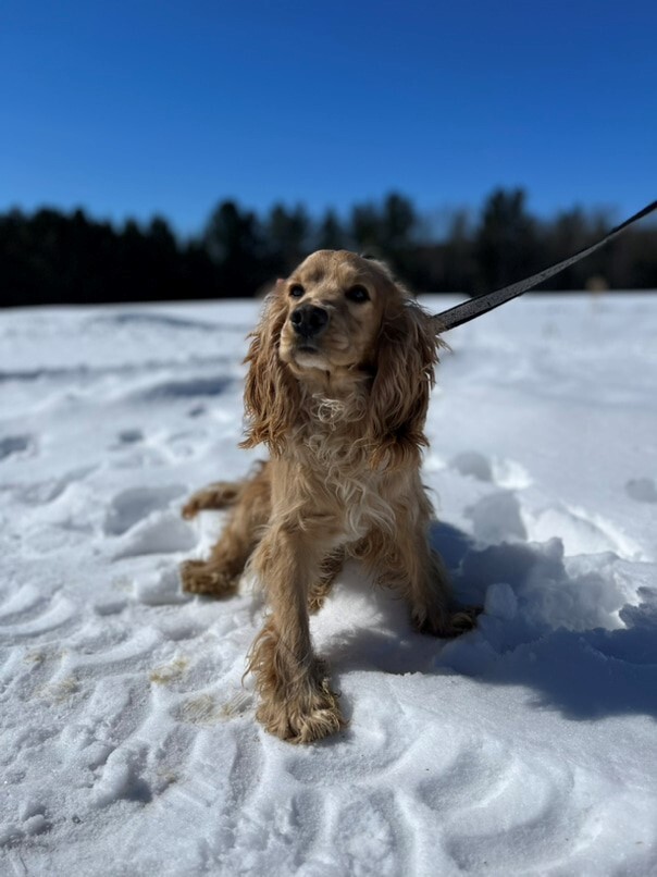 Cocker Blond dans la neige