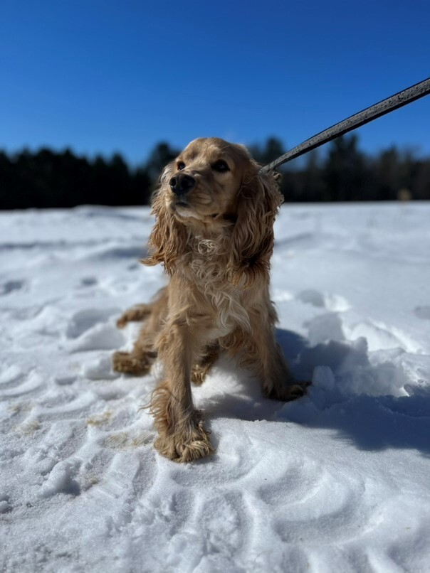 Cocker Blond dans la neige