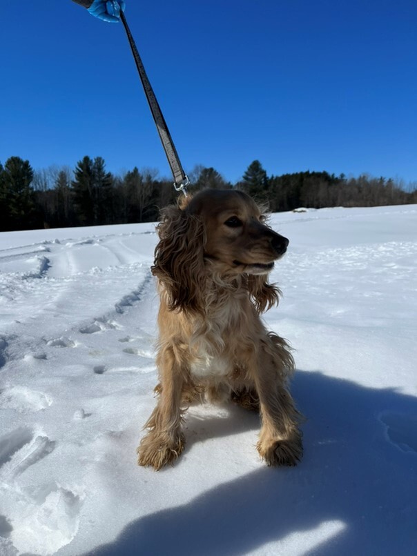 Cocker Blond dans la neige