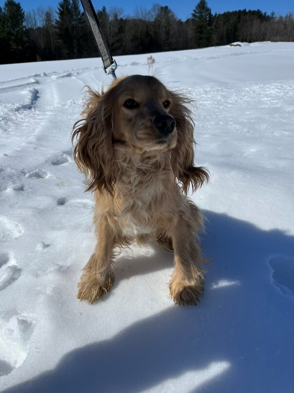 Cocker Blond dans la neige