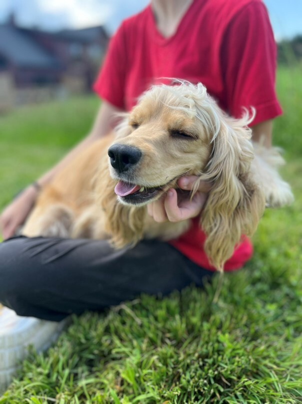 Cocker Blond dans l'herbe
