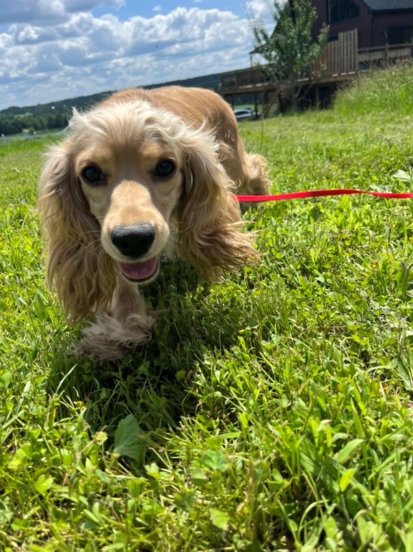 Cocker Blond dans l'herbe