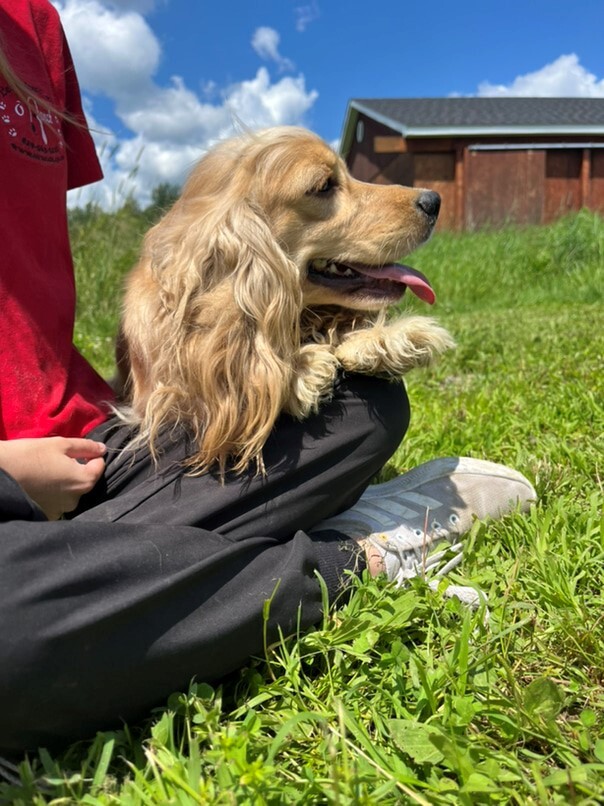 Cocker Blond dans l'herbe