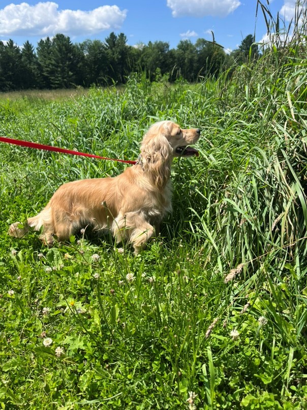 Cocker Blond dans l'herbe
