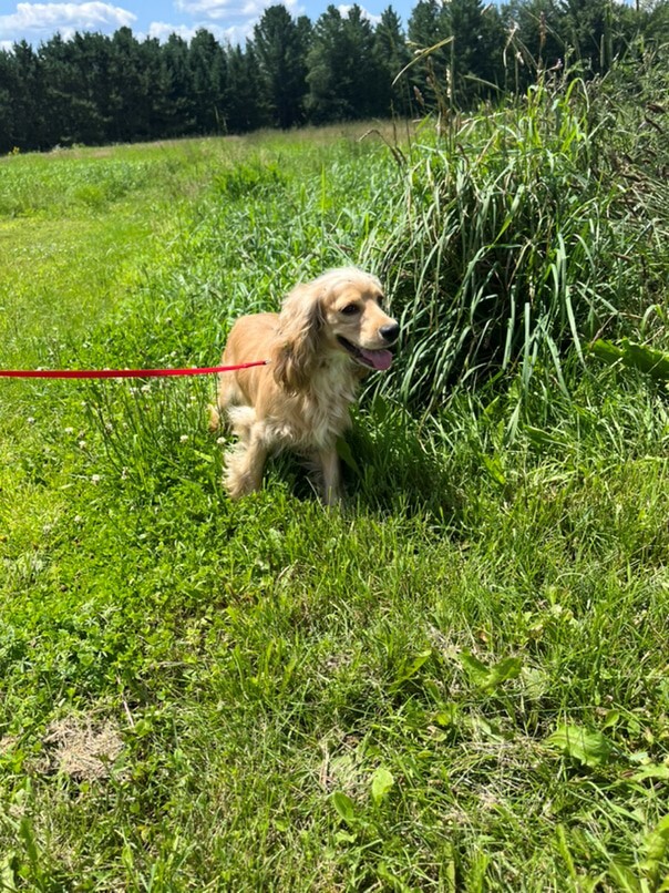 Cocker Blond dans l'herbe