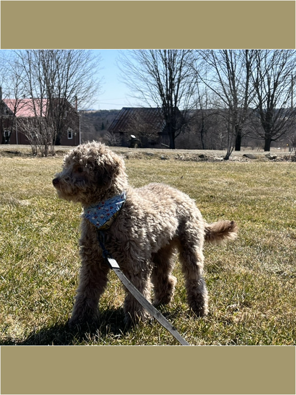 Caniche dans l'herbe