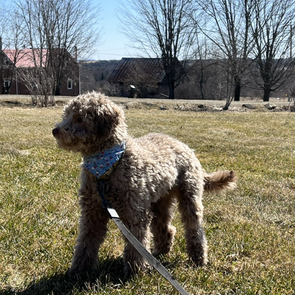 Caniche dans l'herbe