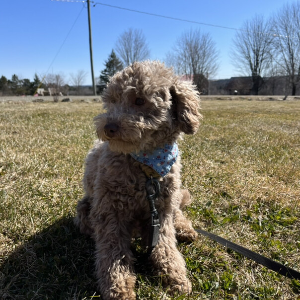 Caniche dans l'herbe