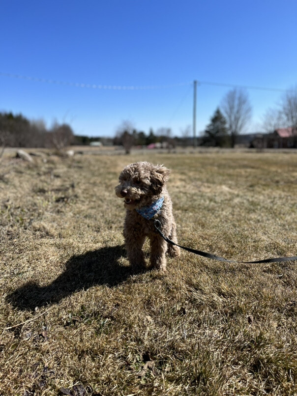 Caniche dans l'herbe