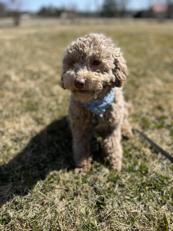 Caniche dans l'herbe