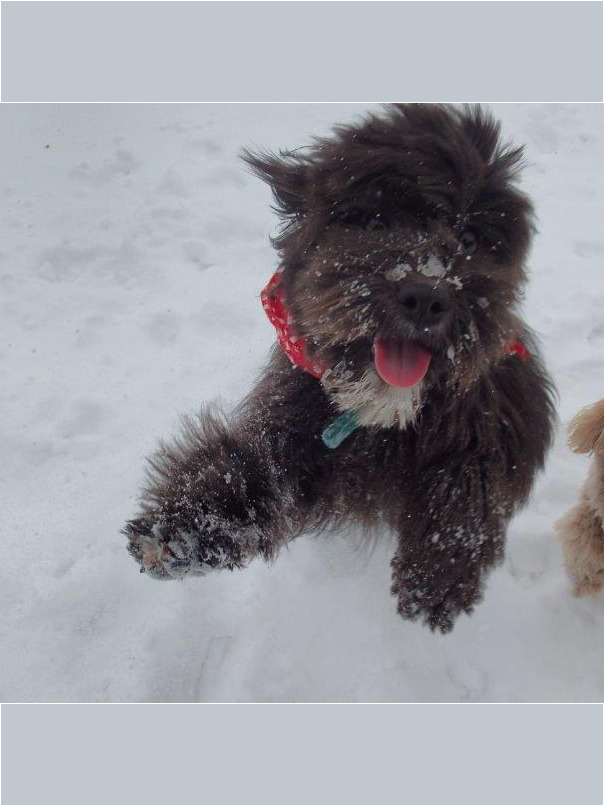 Cockapoo noir dans la neige