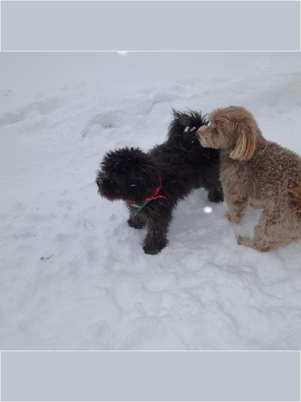 Cockapoo noir dans la neige