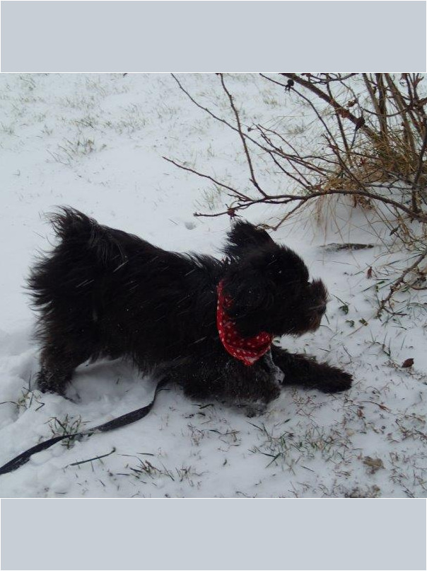 Cockapoo noir dans la neige
