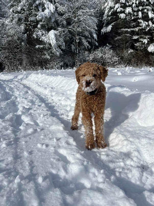 Cockapoo roux dans la neige