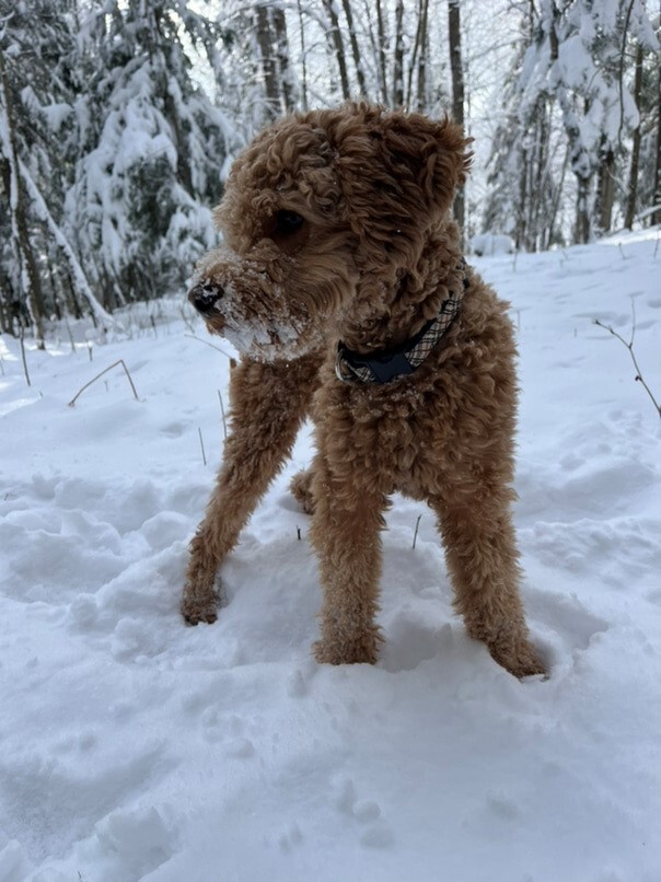 Cockapoo roux dans la neige