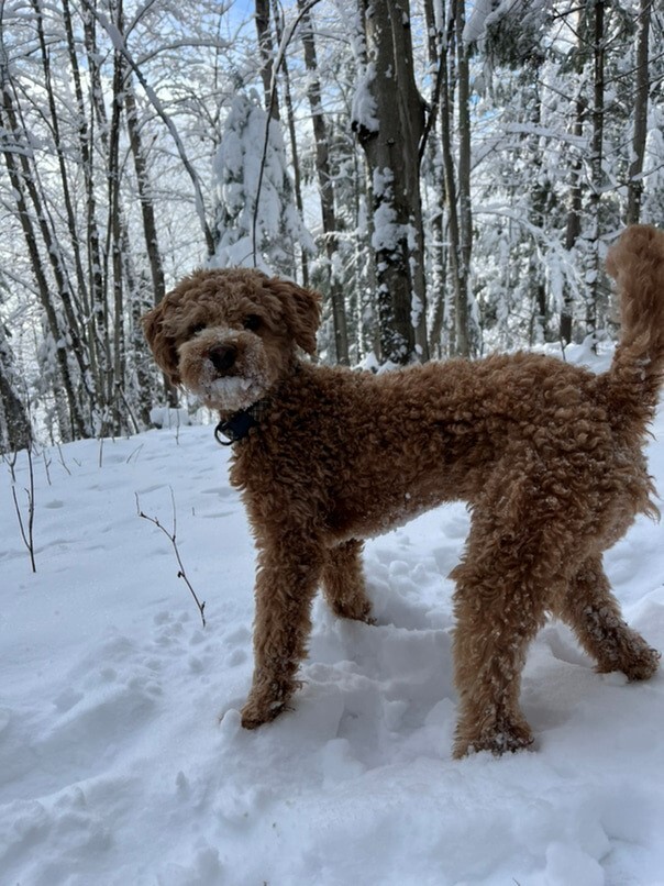 Cockapoo roux dans la neige