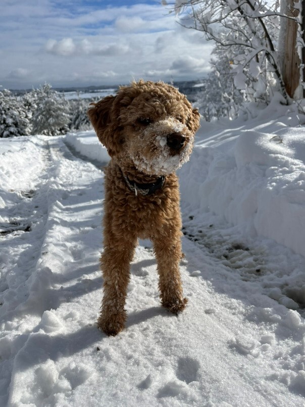 Cockapoo roux dans la neige