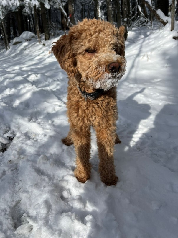Cockapoo roux dans la neige