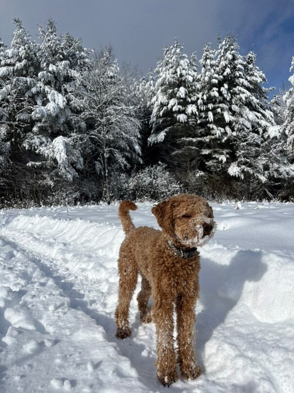 Cockapoo roux dans la neige