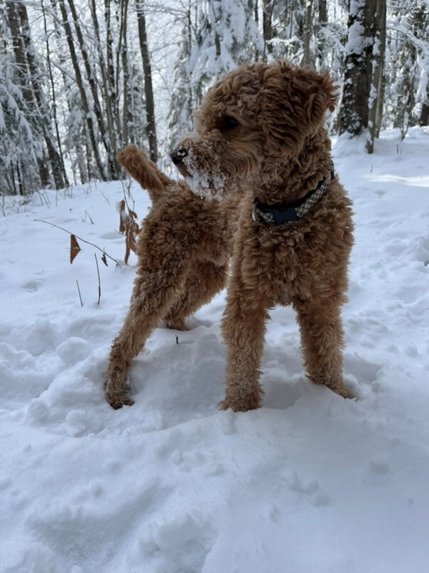 Cockapoo roux dans la neige