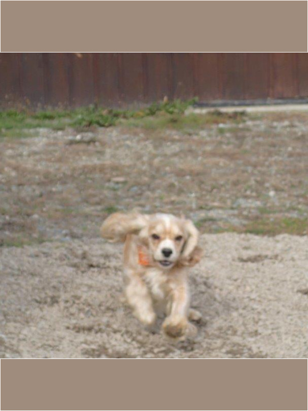 Cocker blond dans l'herbe