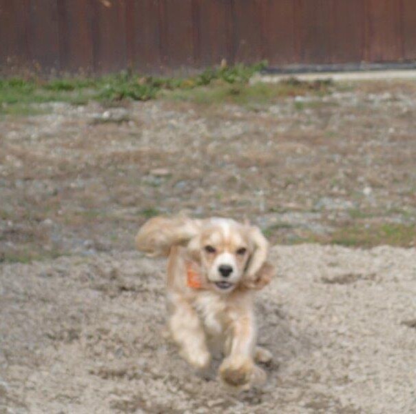 Cocker blond dans l'herbe
