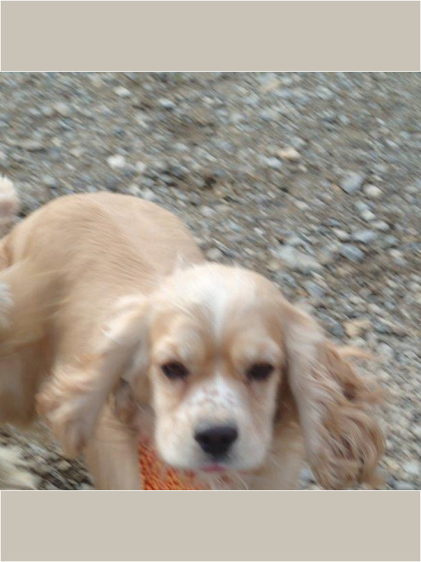 Cocker blond dans l'herbe