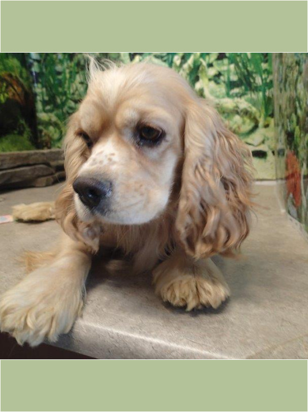 Cocker blond dans l'herbe