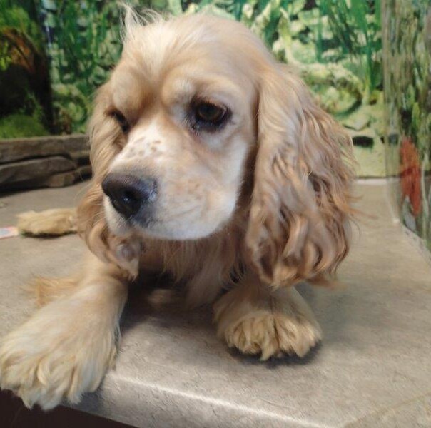 Cocker blond dans l'herbe