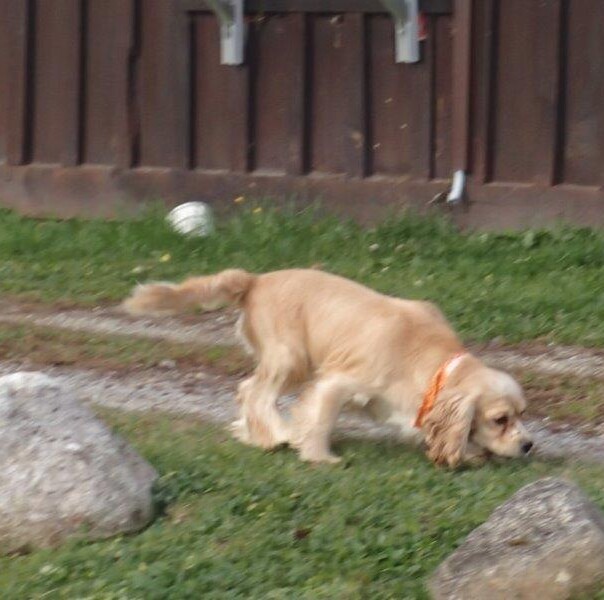 Cocker blond dans l'herbe