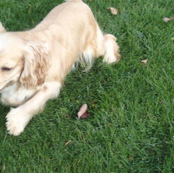 Cocker blond dans l'herbe
