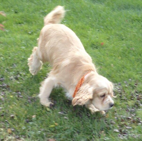 Cocker blond dans l'herbe