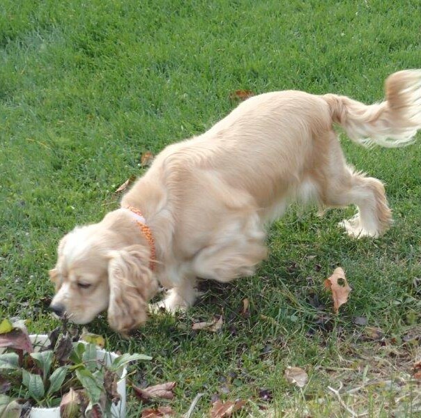 Cocker blond dans l'herbe