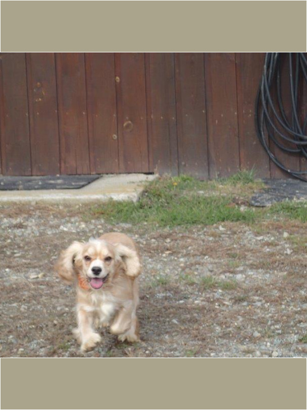 Cocker blond dans l'herbe