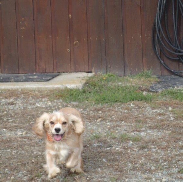 Cocker blond dans l'herbe