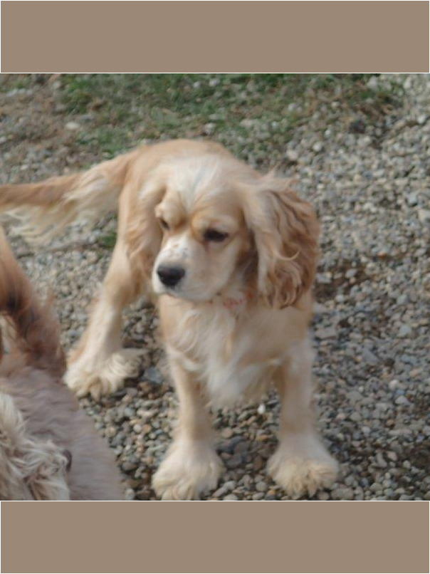 Cocker blond dans l'herbe