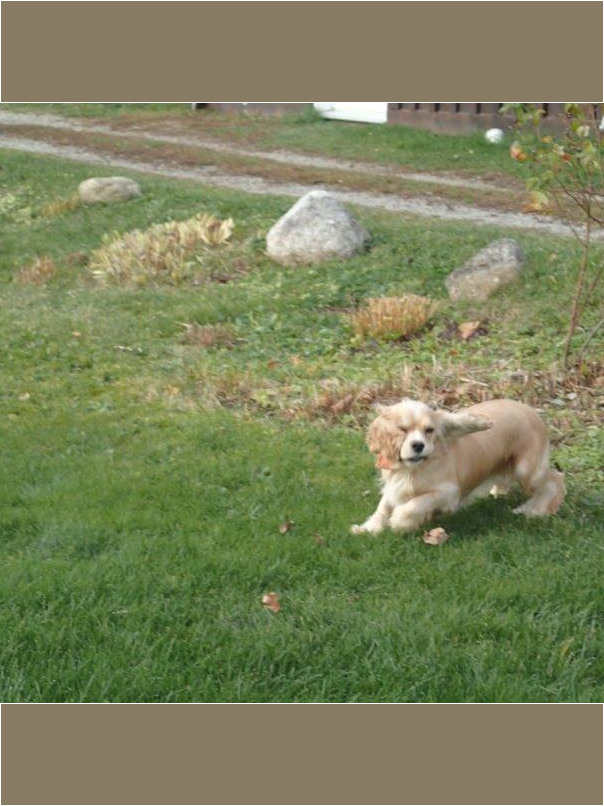 Cocker blond dans l'herbe