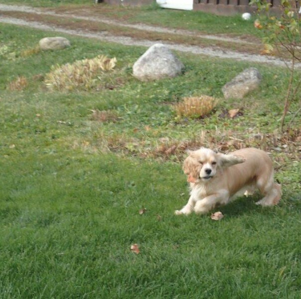 Cocker blond dans l'herbe