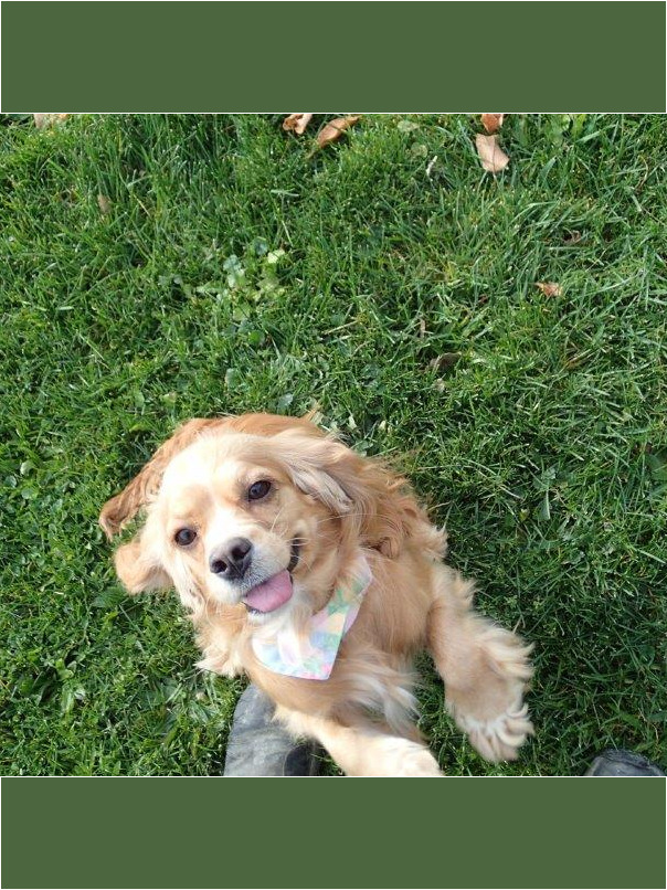 Cocker blond dans l'herbe