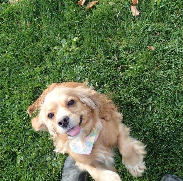 Cocker blond dans l'herbe