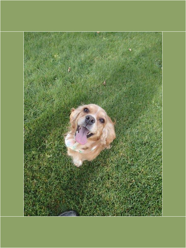 Cocker blond dans l'herbe