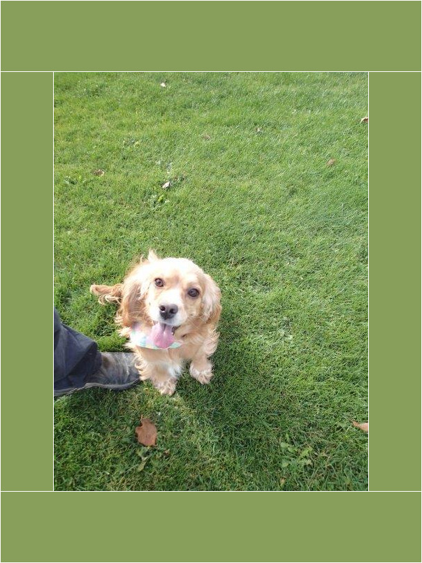Cocker blond dans l'herbe