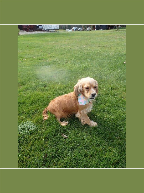 Cocker blond dans l'herbe
