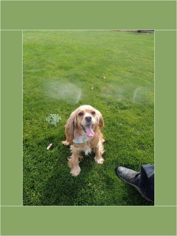 Cocker blond dans l'herbe