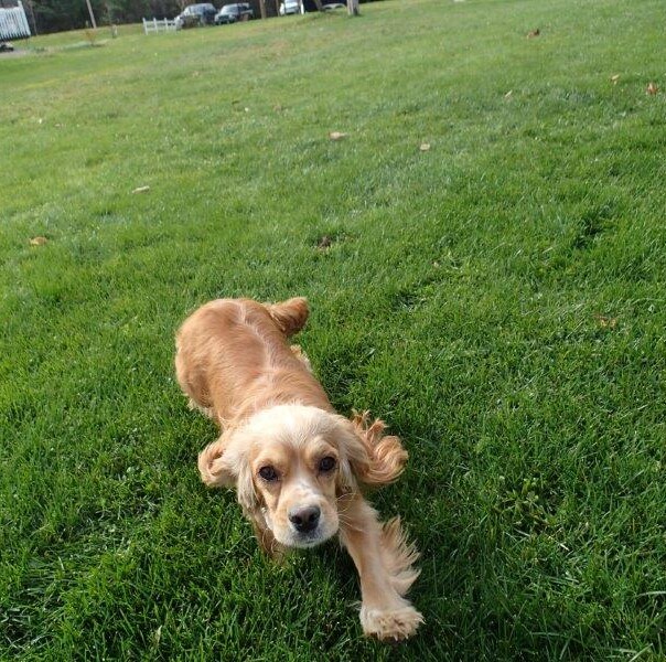 Cocker blond dans l'herbe